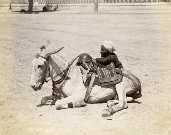 Donkey and groom sitting on the ground