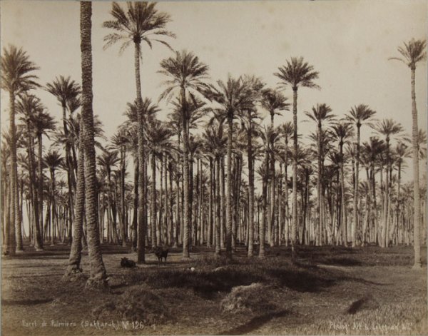 Palm forest. Sahara 