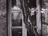 Untitled (tree in front of a window)