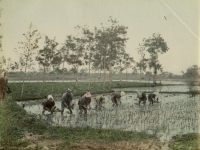 Peasants planting rice