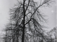 Untitled (trees in a park, winter, version 1)